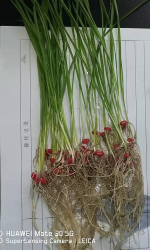 ��ս��2��